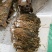 整颗梅干菜，色黄，味香，根小，大量有货，随时发货，