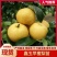 十年老店，只卖真苗！鑫玉早蜜梨，7月中旬成熟，大果型，