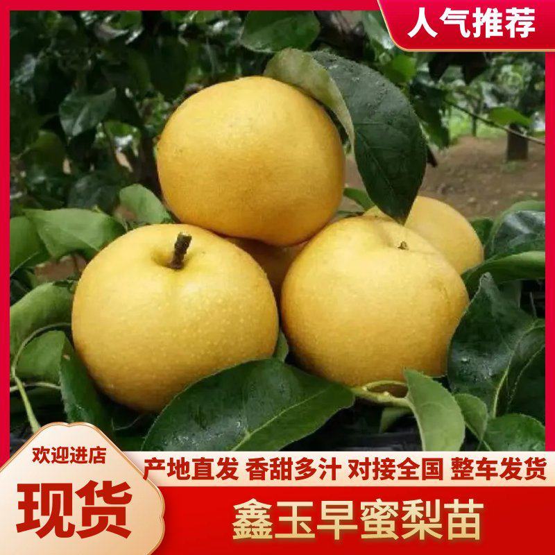 十年老店，只卖真苗！鑫玉早蜜梨，7月中旬成熟，大果型，