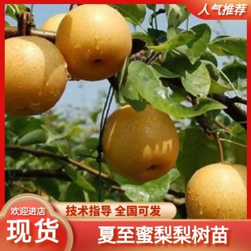 十年老店，只卖真苗！夏之蜜梨梨树苗，新品种早熟青脆梨梨苗