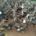 青头鸭苗，麻鸭苗，包打疫苗，运输包活