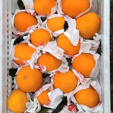 爱媛果冻橙