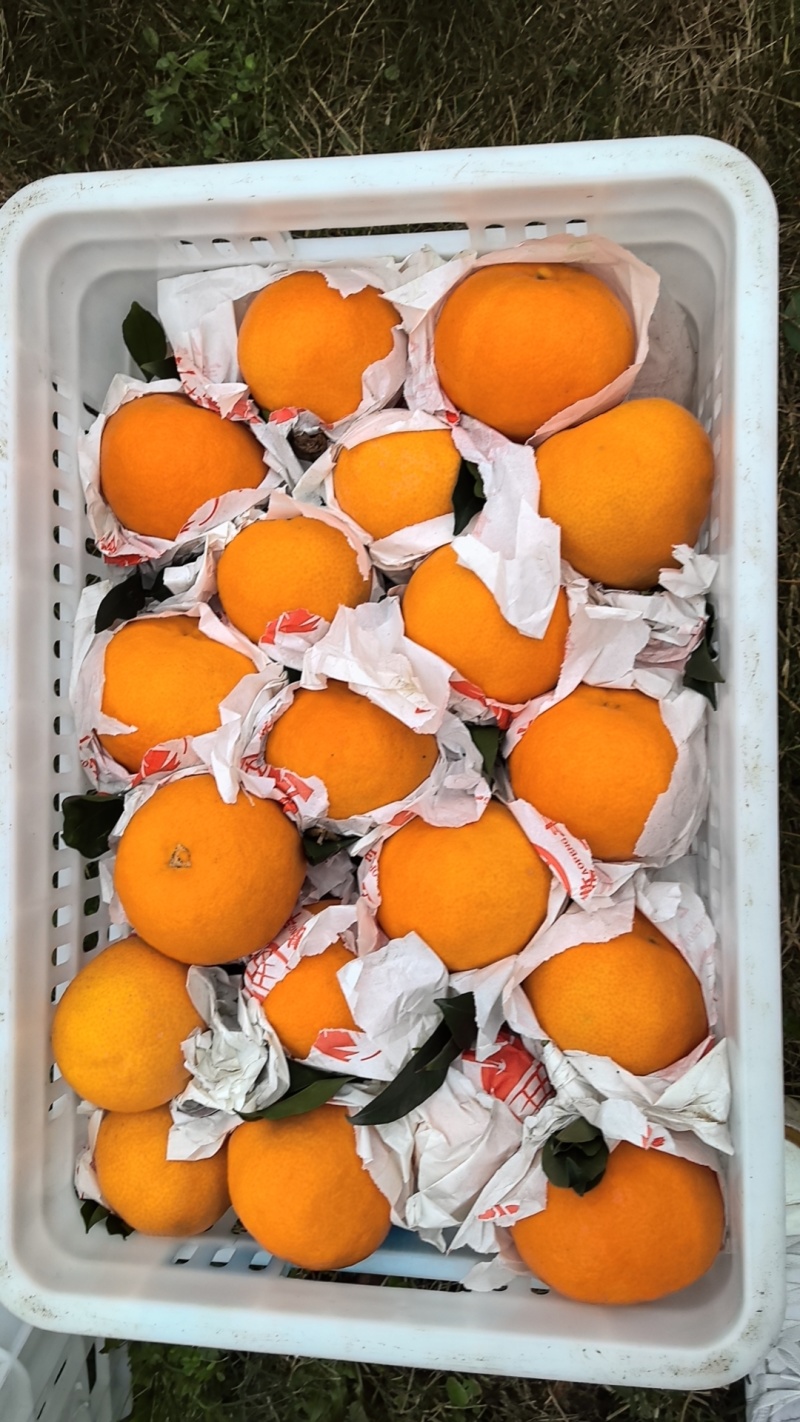 爱媛果冻橙