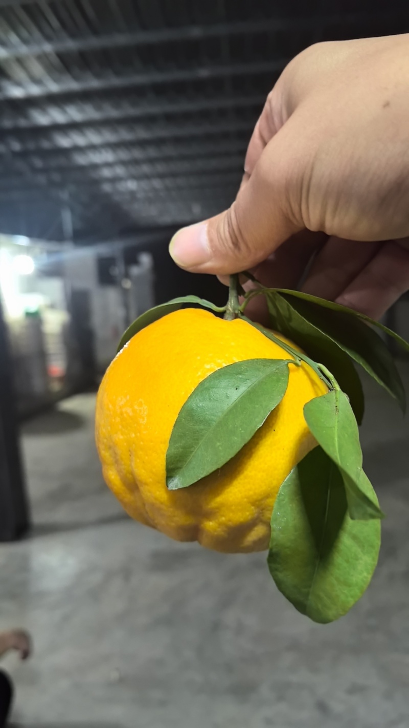 春见耙耙柑