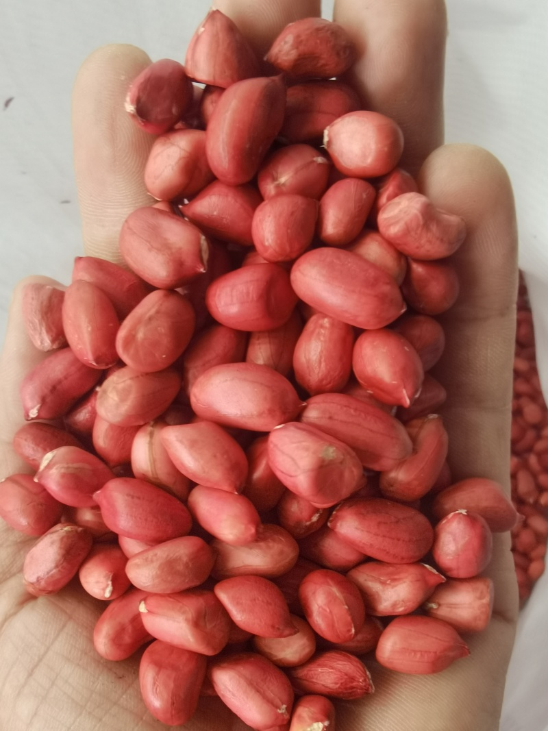 四粒红花生米批发东北四粒红新货花生花生米颗粒饱满新鲜