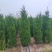 塔柏(蜀桧)塔柏树苗大量供应一手货源基地直供