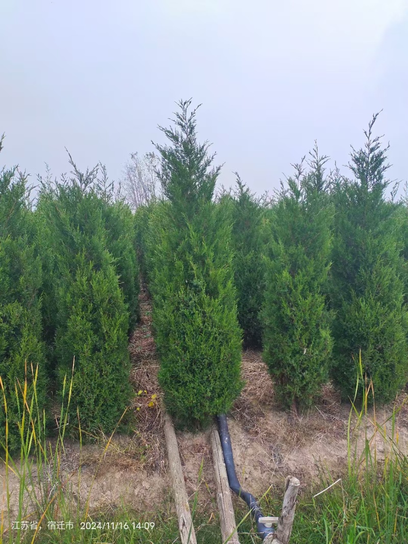 塔柏(蜀桧)塔柏树苗大量供应一手货源基地直供