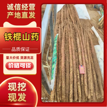 铁棍麻山药大量有货供货稳定欢迎各位老板合作