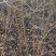 金叶榆小苗地接金叶榆营养钵金叶榆60公分高100万棵