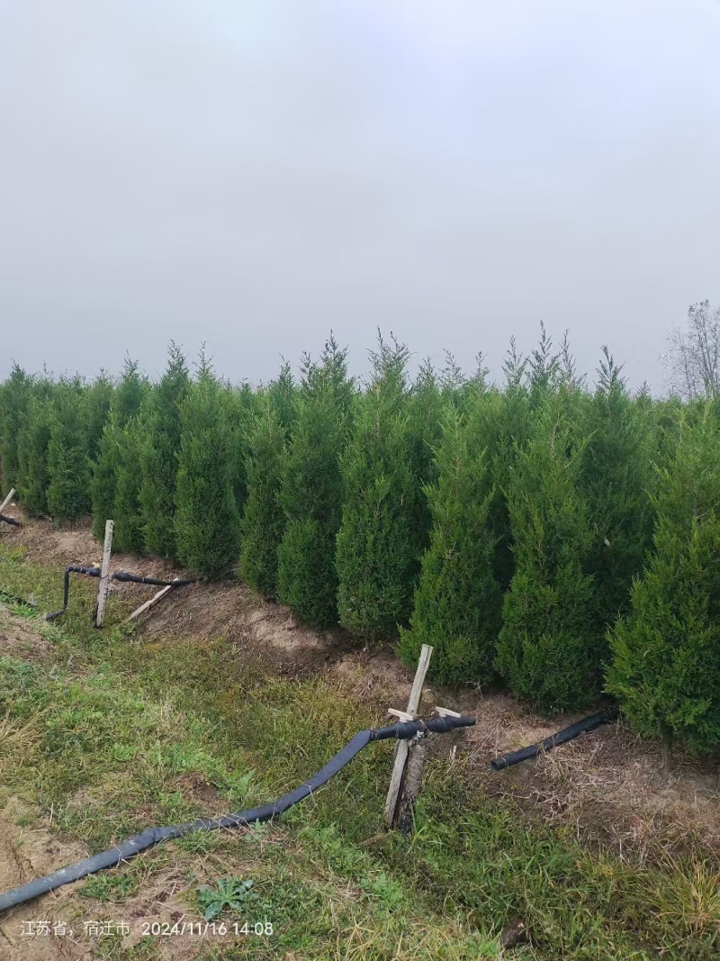 塔柏(蜀桧)桧柏塔柏树苗基地直供一手货源