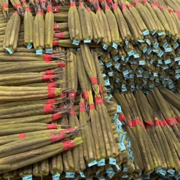 河南双棒山药产地直销