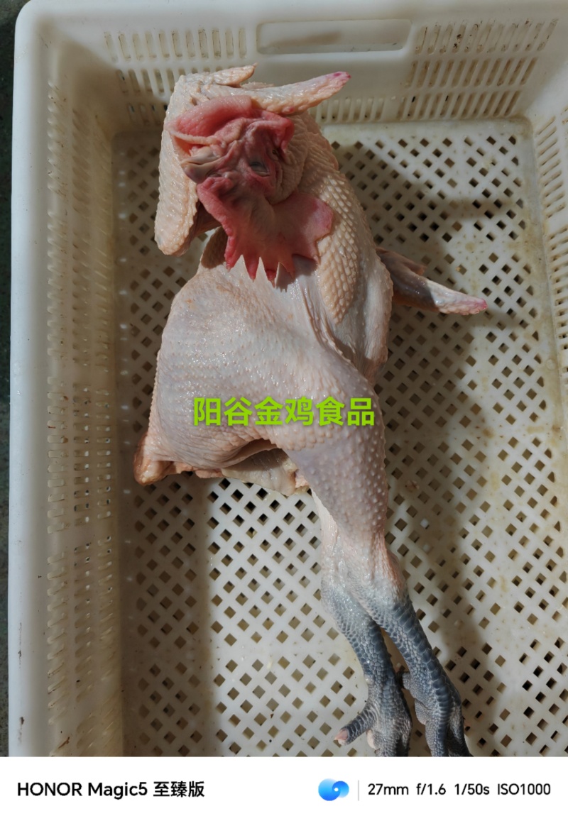 大冠公鸡