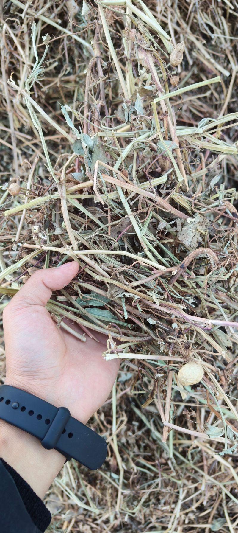 2025新花生秧过滚筒塞加工保质保量无土无膜无