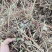 2025新花生秧厂家直销过滚筒塞加工保质保量无土无膜