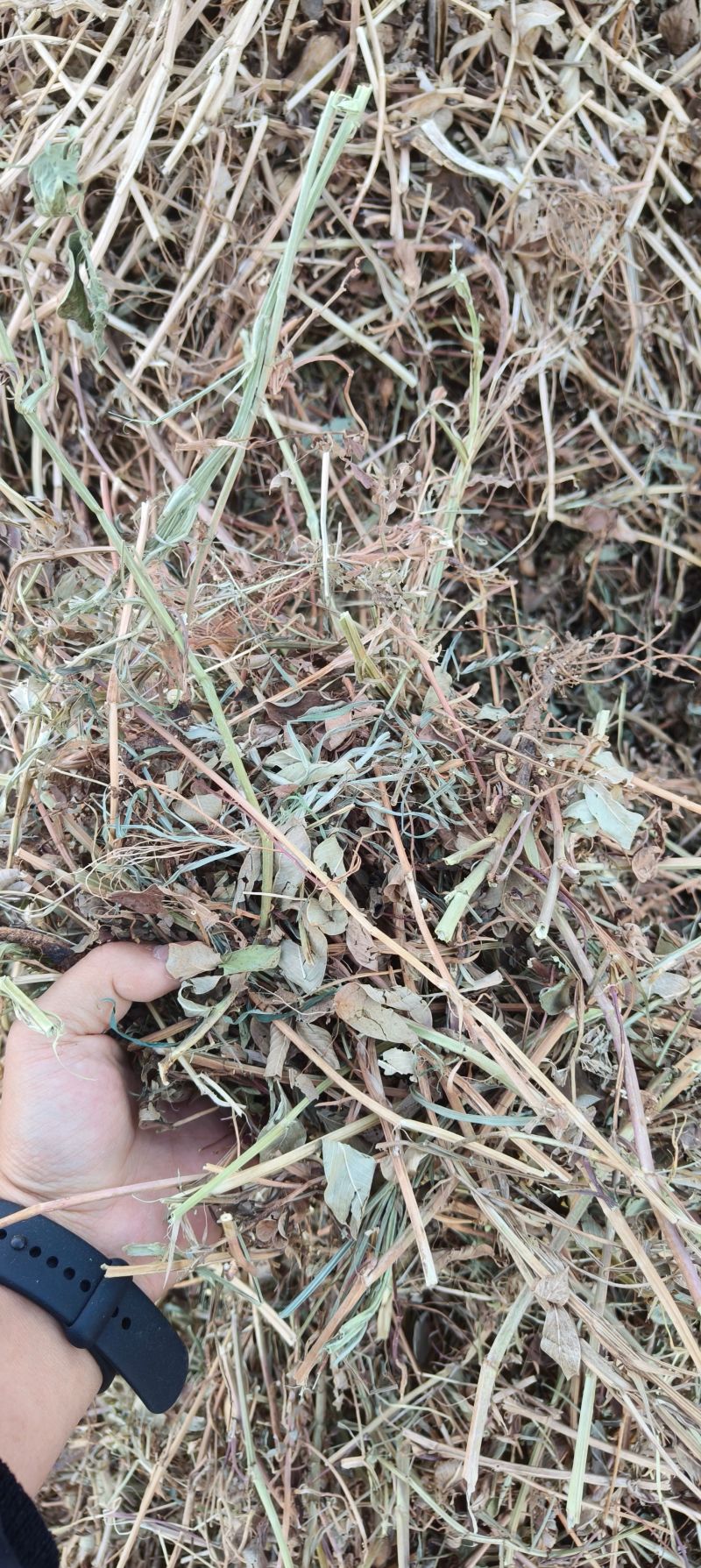 2025新花生秧厂家直销过滚筒塞加工保质保量无土无膜