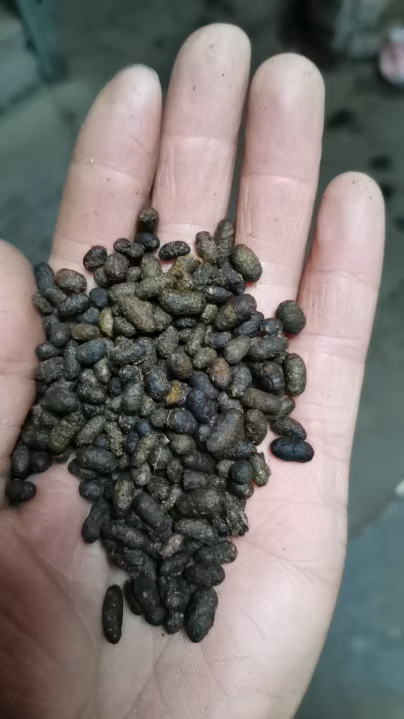 五灵脂纯货大粒选货中药材用散装量大从优