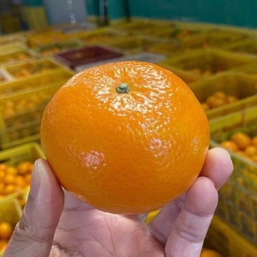 广西沃柑一件代发，可对接各大平台