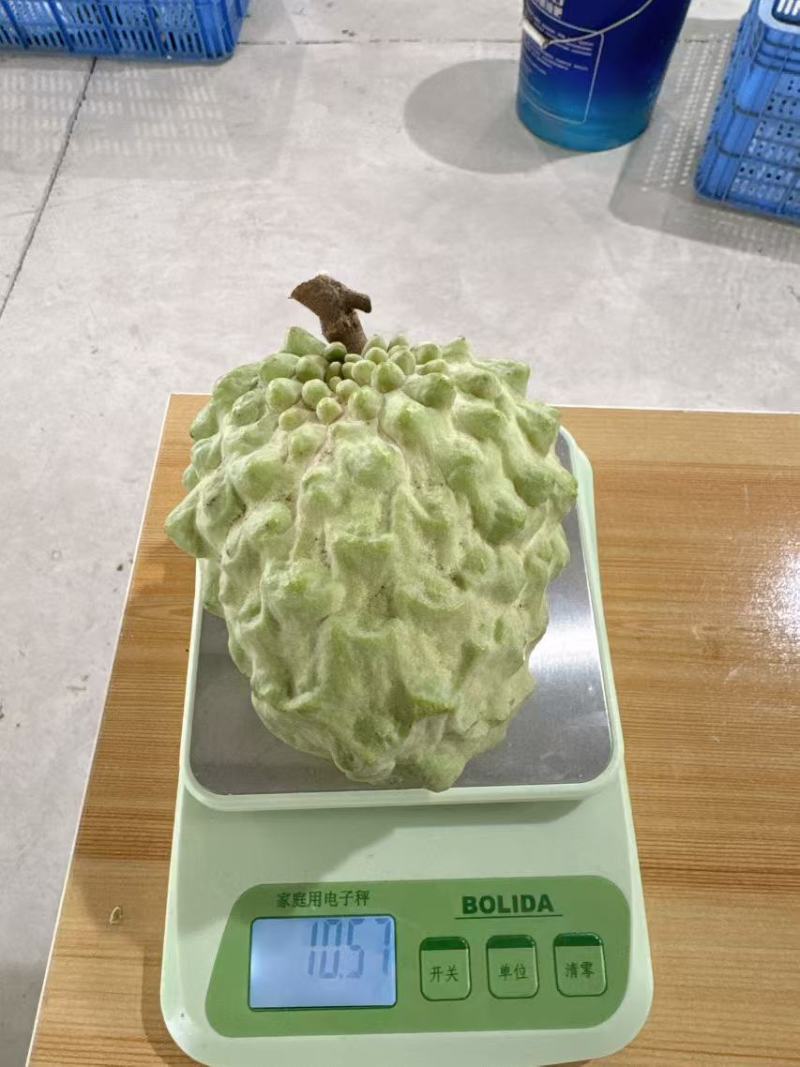 凤梨释伽