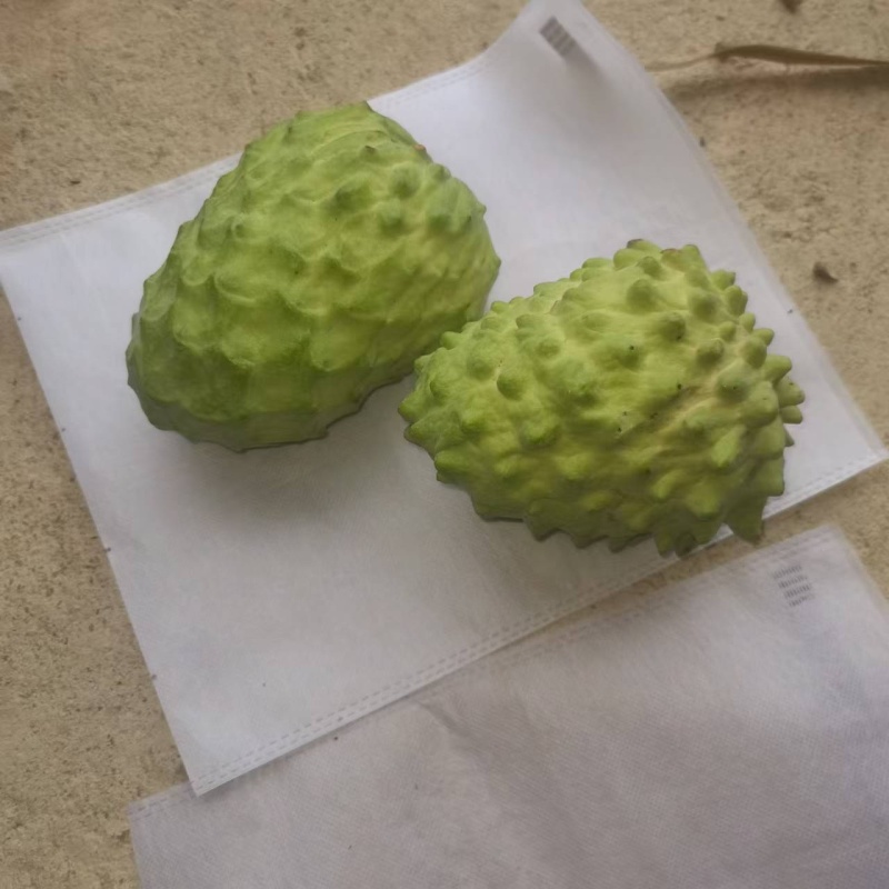 凤梨释伽