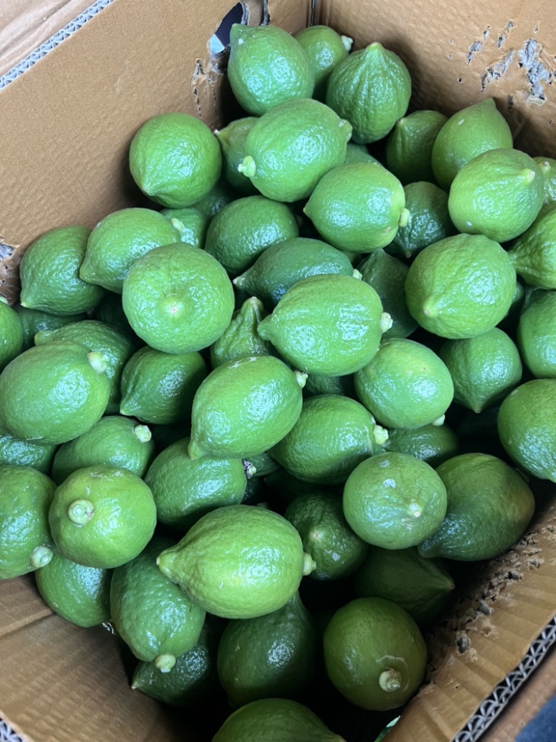 优质农产品-广东香水柠檬