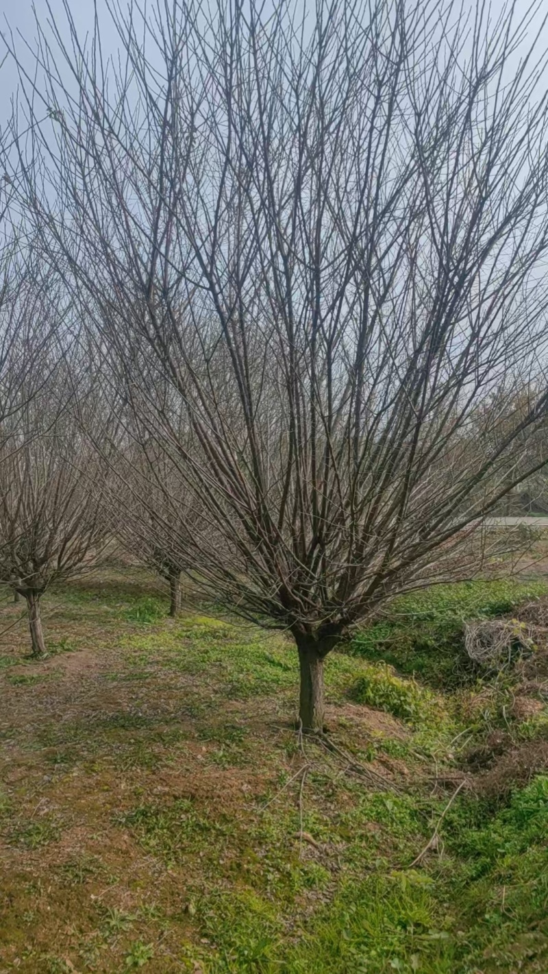 原生骨里红梅地径9cm、10cm，基地有货，价格优欢迎订