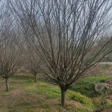 原生骨里红梅地径9cm、10cm，基地有货，价格优欢迎订