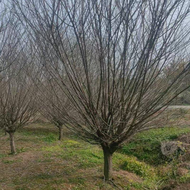 原生骨里红梅地径9cm、10cm，基地有货，价格优欢迎订