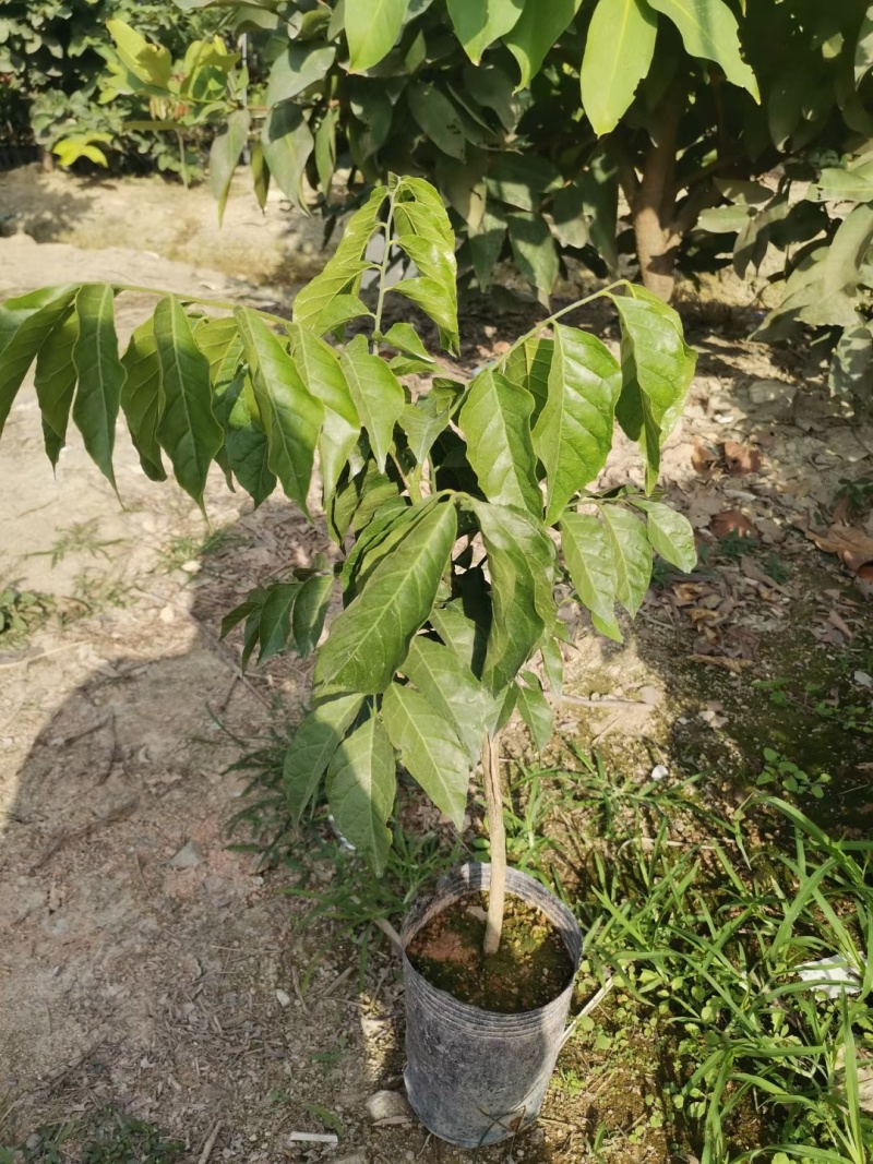 黄皮苗