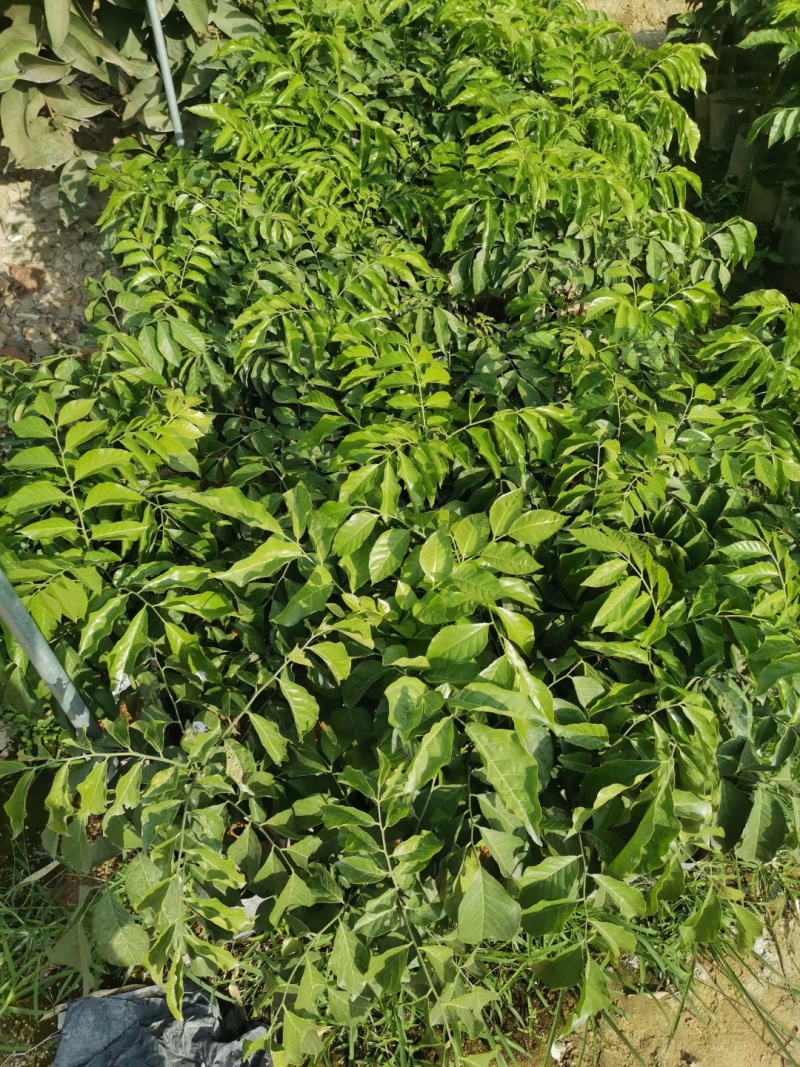 黄皮苗