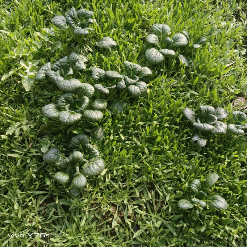 面条菜别名柳叶菜