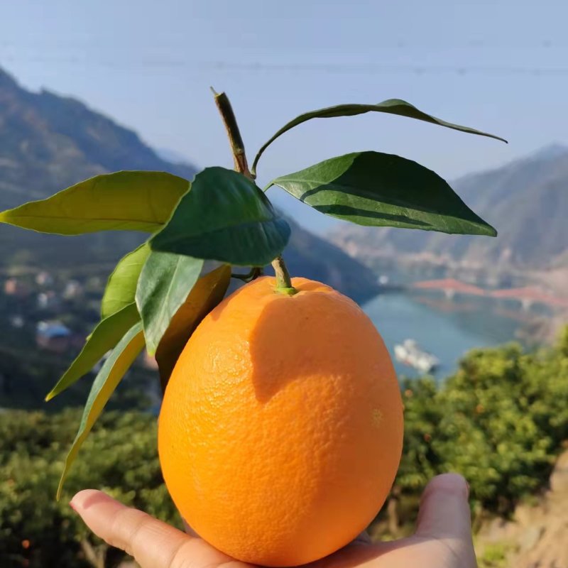 秭归长虹纽荷尔元红脐橙看园采果一手货源电商批发商超出口