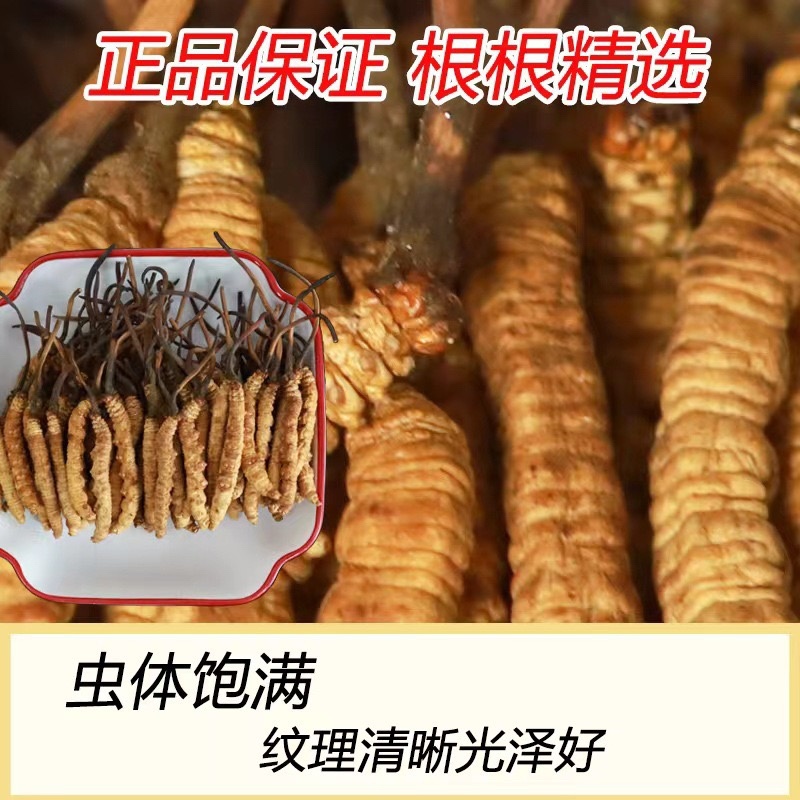 那曲比如冬虫夏草，送礼必备，规格齐全，欢迎老板来电洽谈