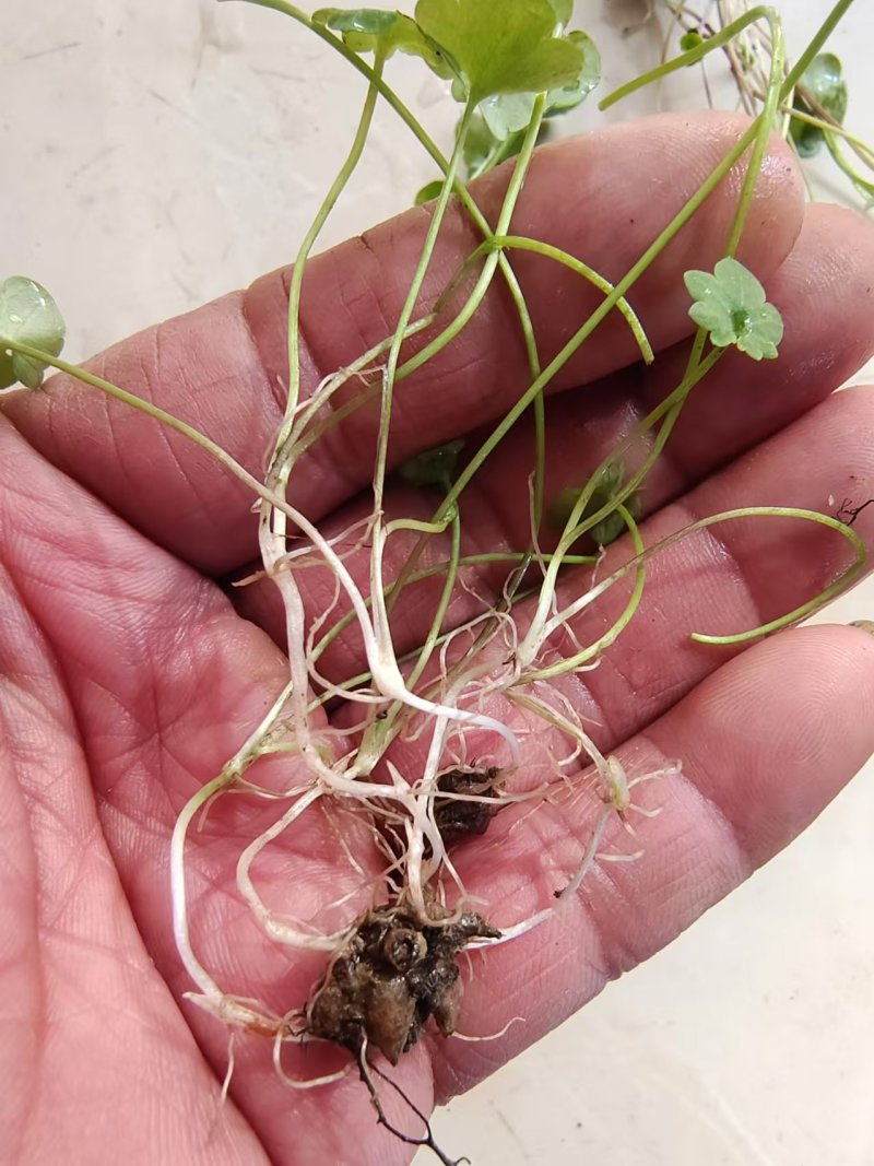 猫爪草种苗，家种驯化苗，定根性强，带播种方法。