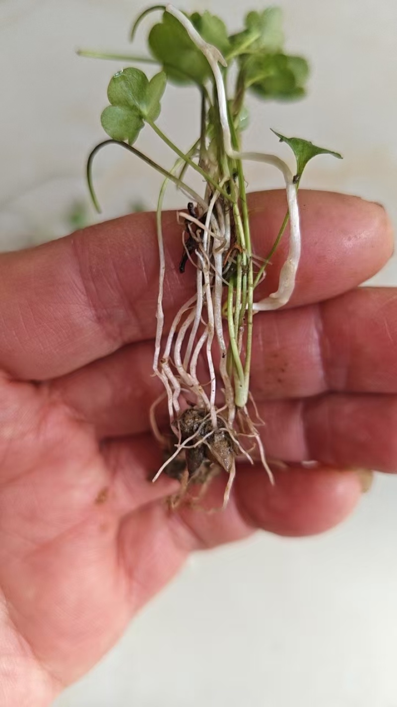 猫爪草种苗，家种驯化苗，定根性强，带播种方法。
