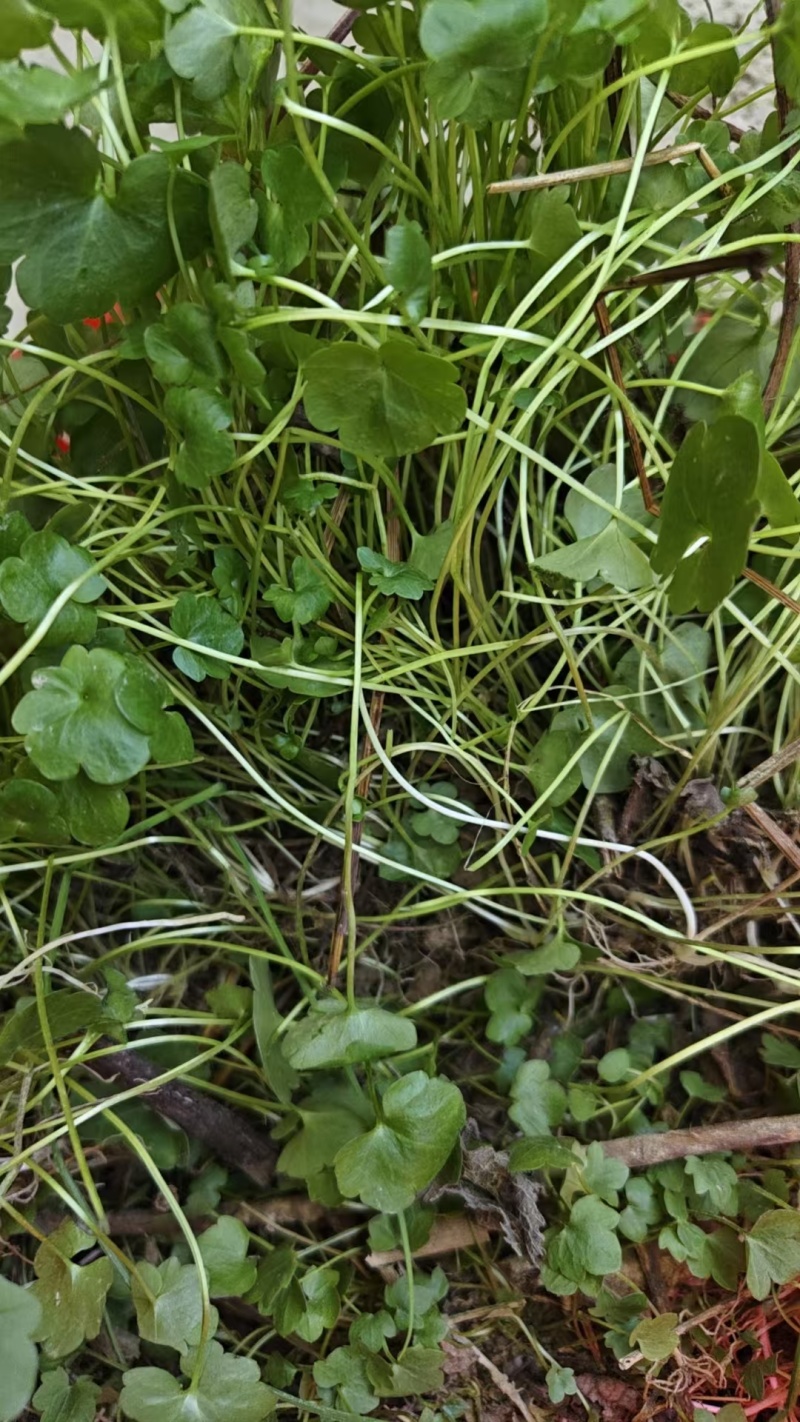 猫爪草种苗，家种驯化苗，定根性强，带播种方法。