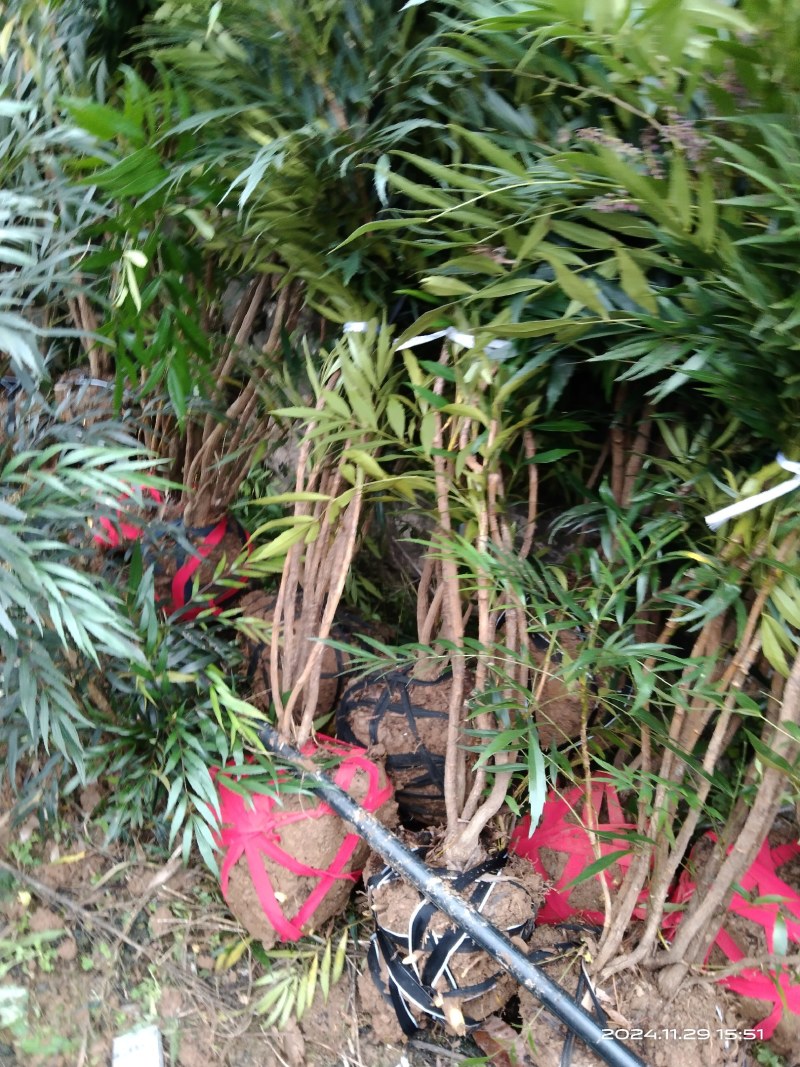 枸骨子十大功劳苗正品保证质量无理由退货退款