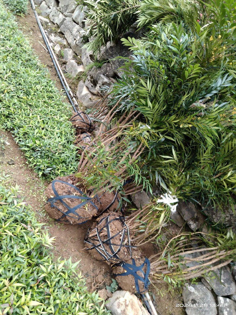 枸骨子十大功劳苗正品保证质量无理由退货退款