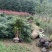 枸骨子十大功劳苗正品保证质量无理由退货退款