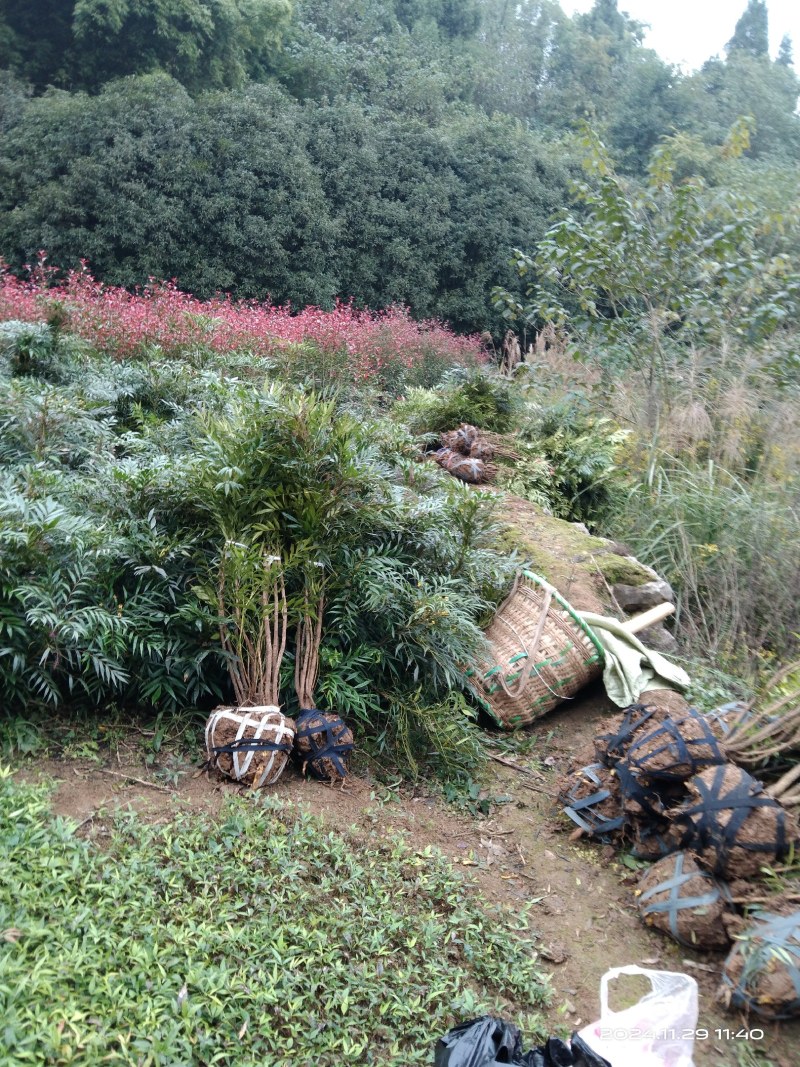 枸骨子十大功劳苗正品保证质量无理由退货退款
