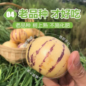 云南石林人参果水果批发价新鲜应季现摘香甜圆果黄肉黄心树上熟