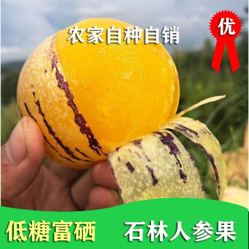 云南石林人参果水果批发价新鲜应季现摘香甜圆果黄肉黄心树上熟
