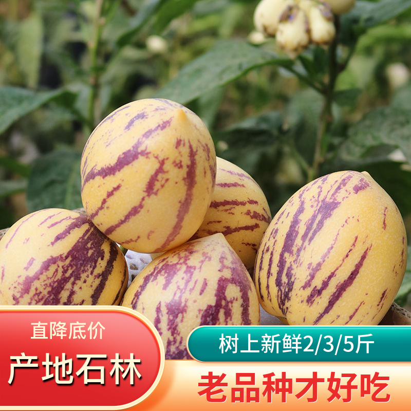云南石林人参果水果批发价新鲜应季现摘香甜圆果黄肉黄心树上熟