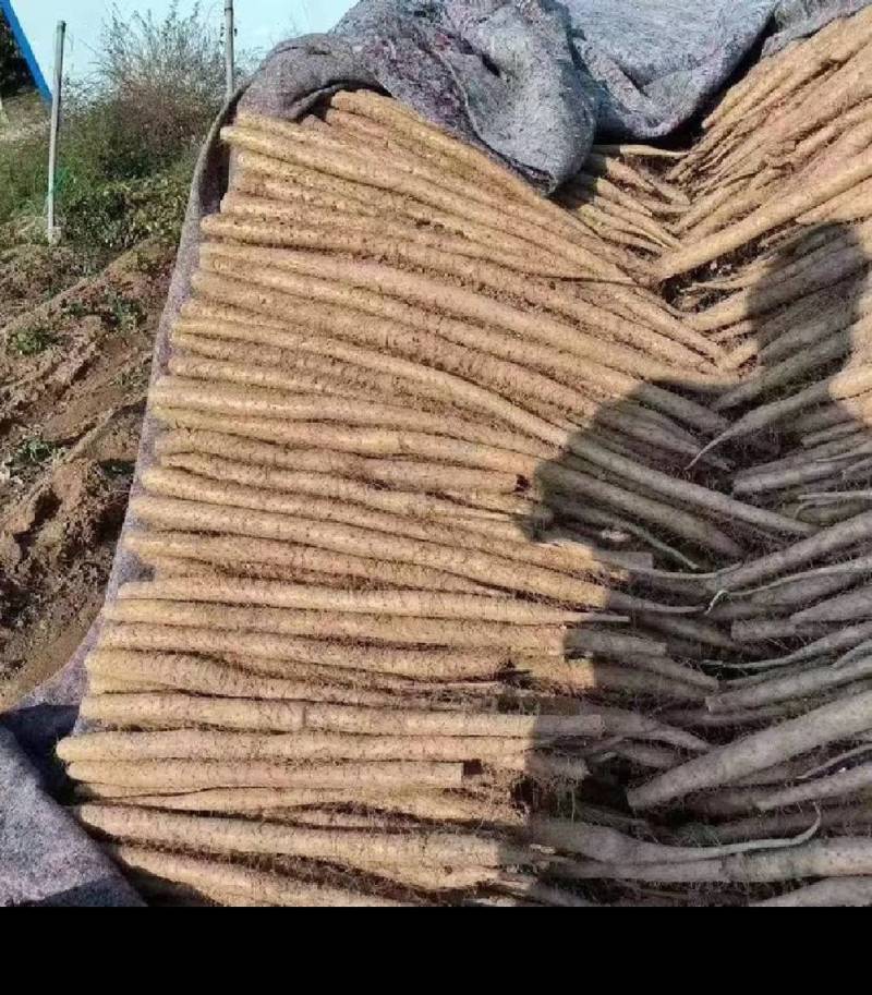 （白玉山药）大量供应，对接全国市场电商超市，货源充足