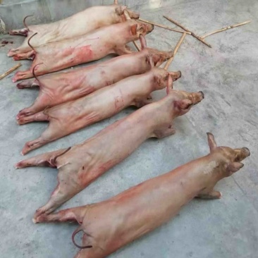 觉嘛猪肉
