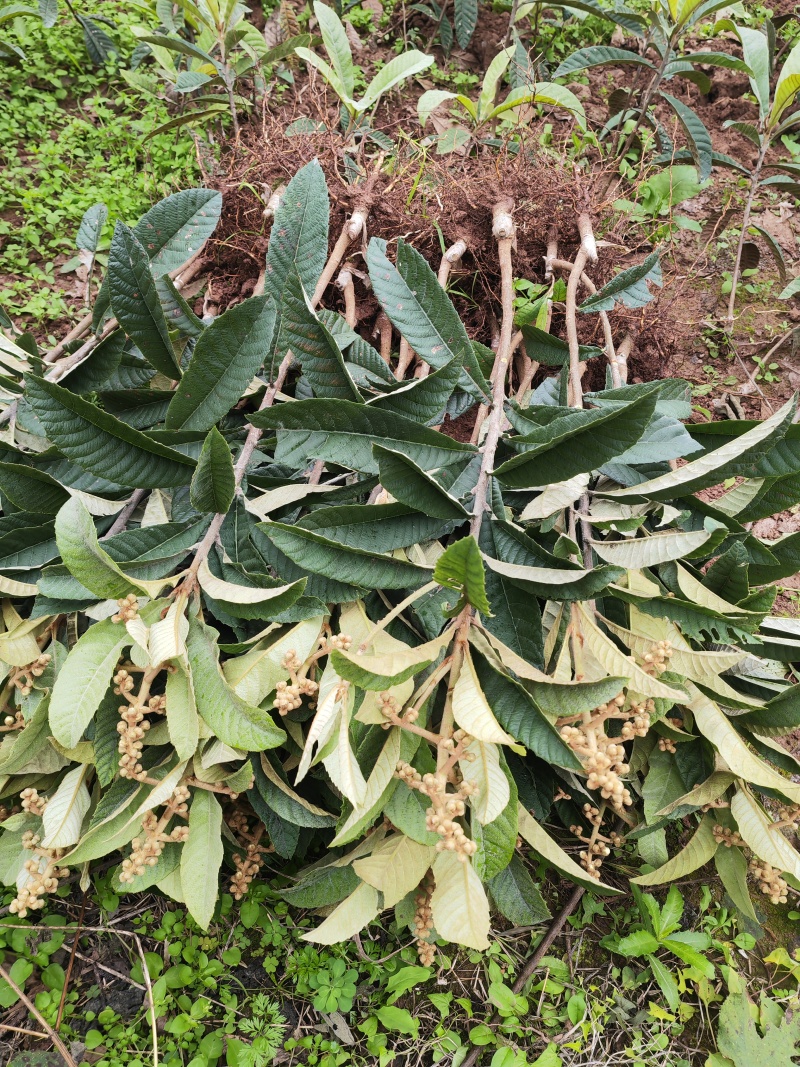 【四川原产地】大五星枇杷苗/白沙/白玉/早钟春花苗现挖苗