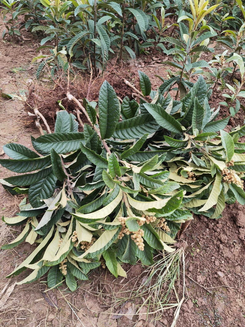 【四川原产地】大五星枇杷苗/白沙/白玉/早钟春花苗现挖苗