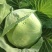 包菜京丰一号湖北扁包菜产地供应发支持全国发货