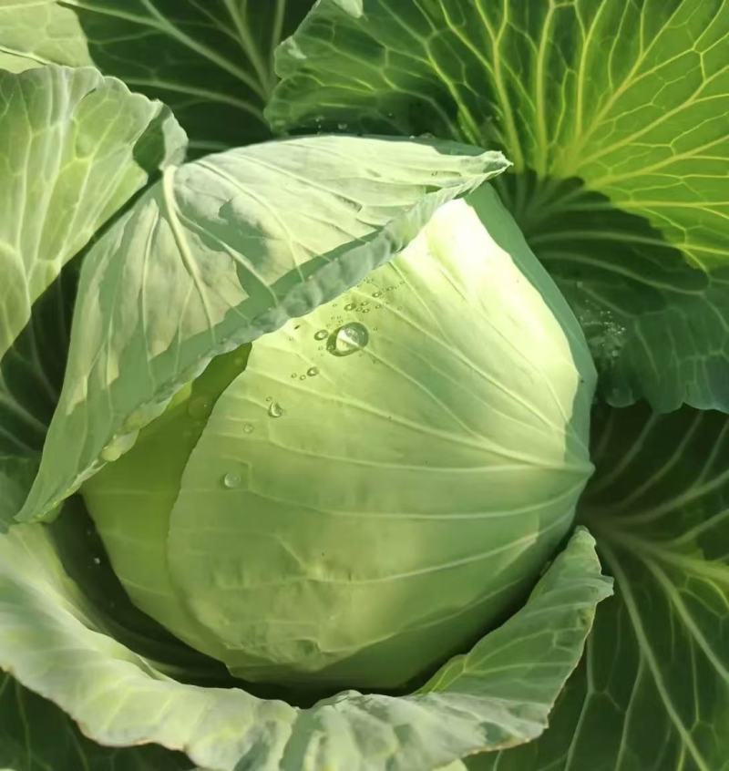 包菜京丰一号湖北扁包菜产地供应发支持全国发货