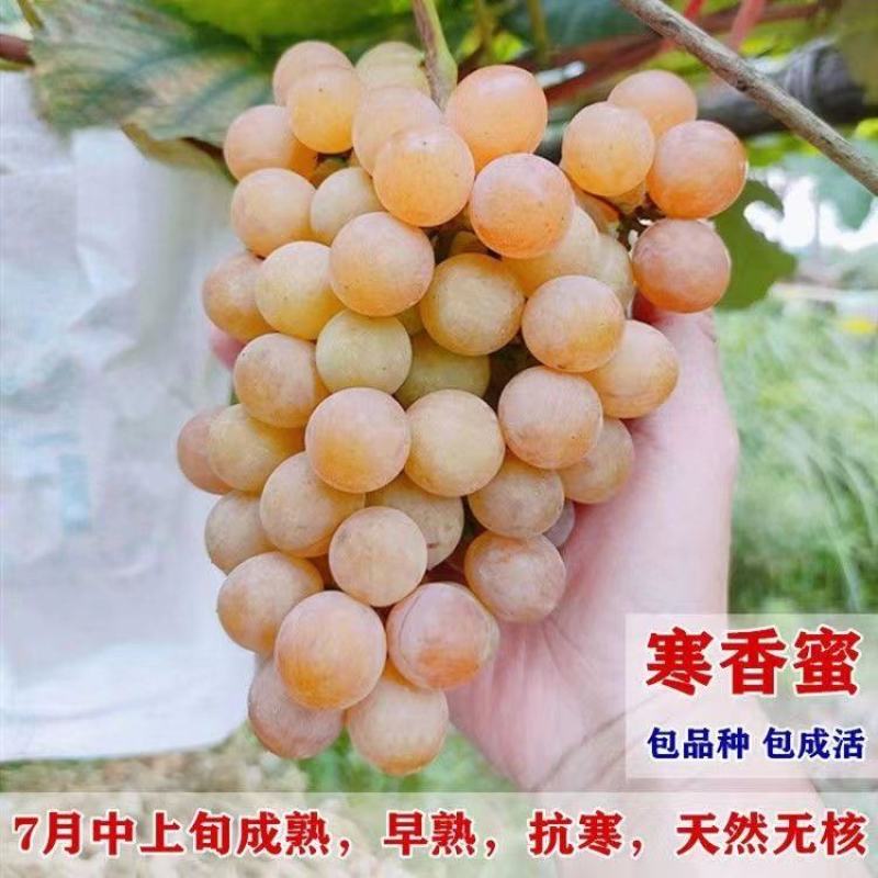 寒香蜜葡萄苗，早熟，天然无核，又香又甜，抗寒高产稳产