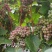 寒香蜜葡萄苗，早熟，天然无核，又香又甜，抗寒高产稳产